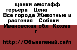 щенки амстафф терьера › Цена ­ 30 000 - Все города Животные и растения » Собаки   . Ивановская обл.,Кохма г.